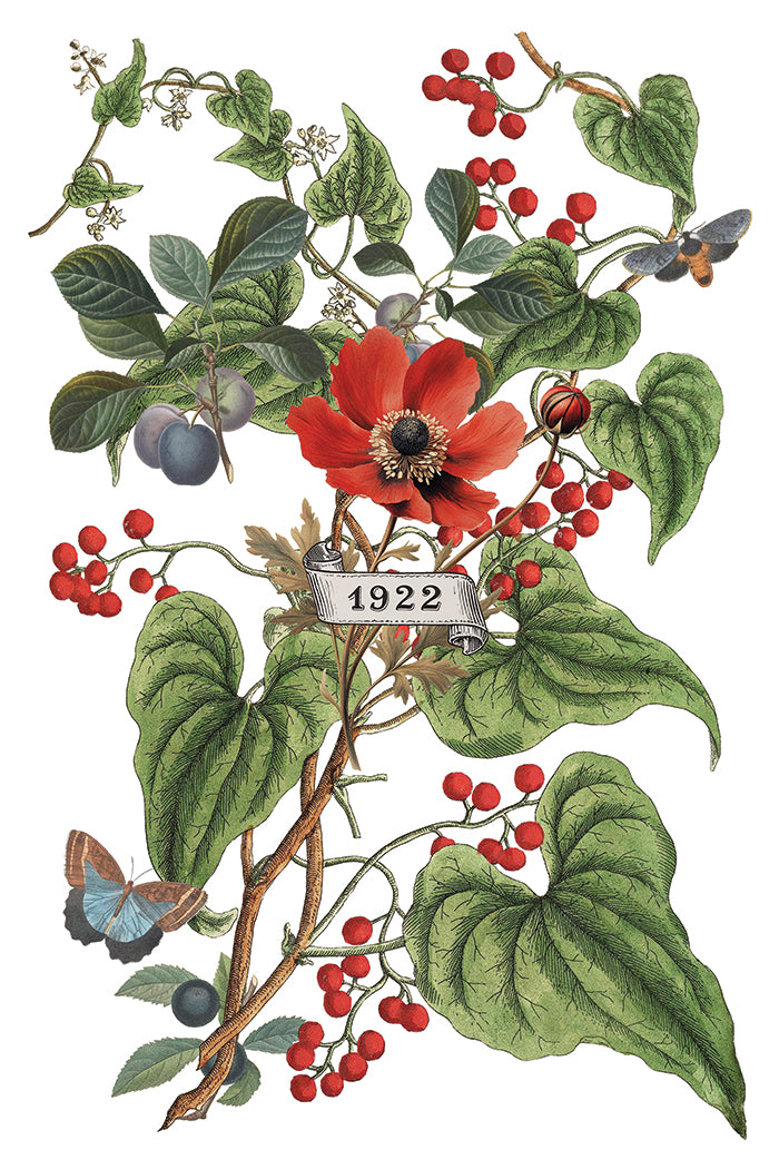 Clementine Transfer (2025 Limited Release) by IOD - Iron Orchid Designs