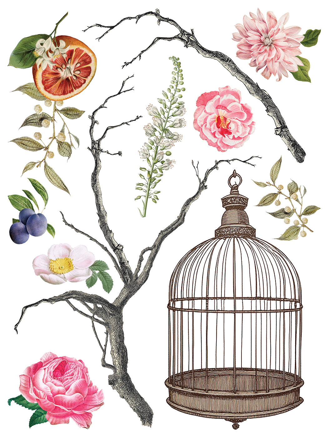 Menagerie Transfer by IOD - Iron Orchid Designs