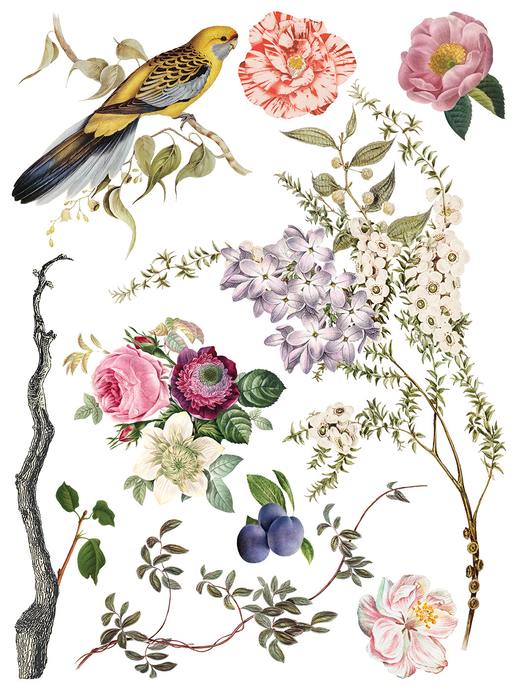 Menagerie Transfer by IOD - Iron Orchid Designs