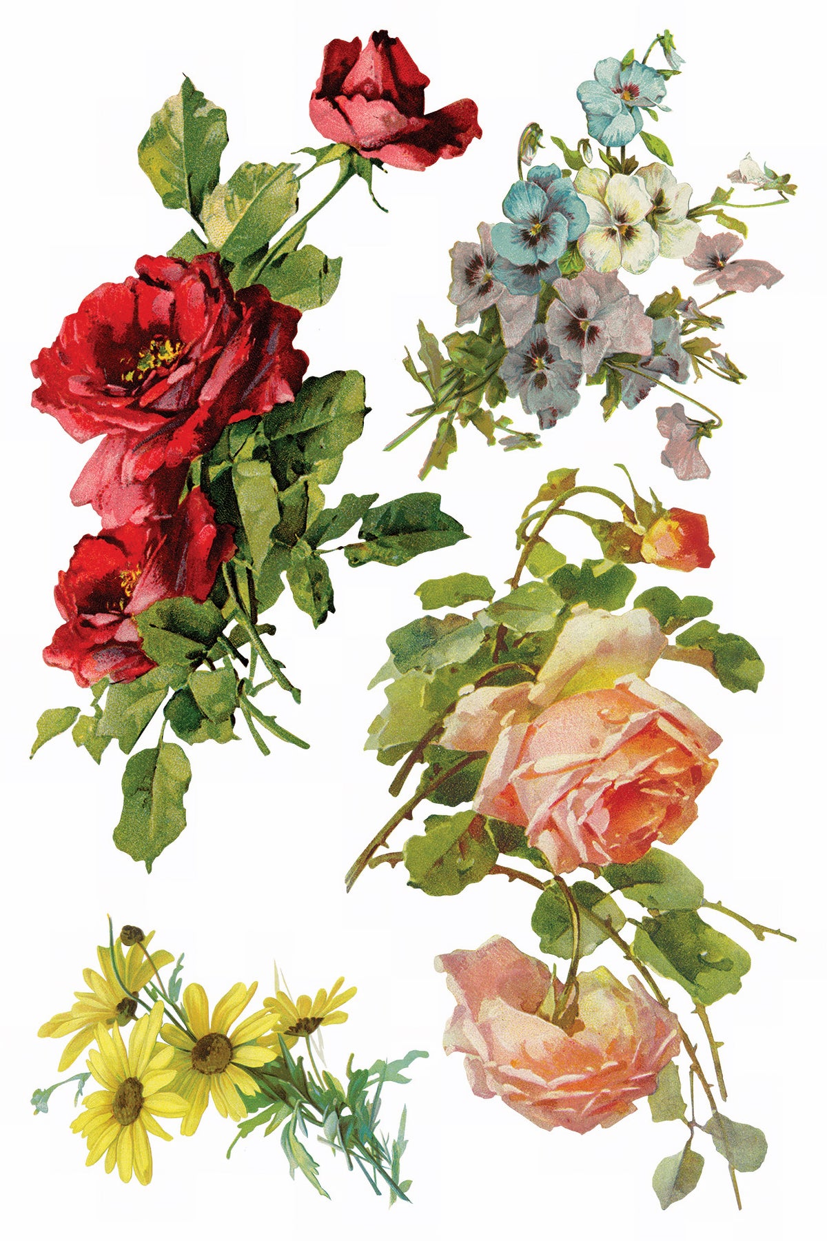 Catharina Transfer by IOD featuring vintage-style roses and pansies inspired by Catharina Klein botanical art.