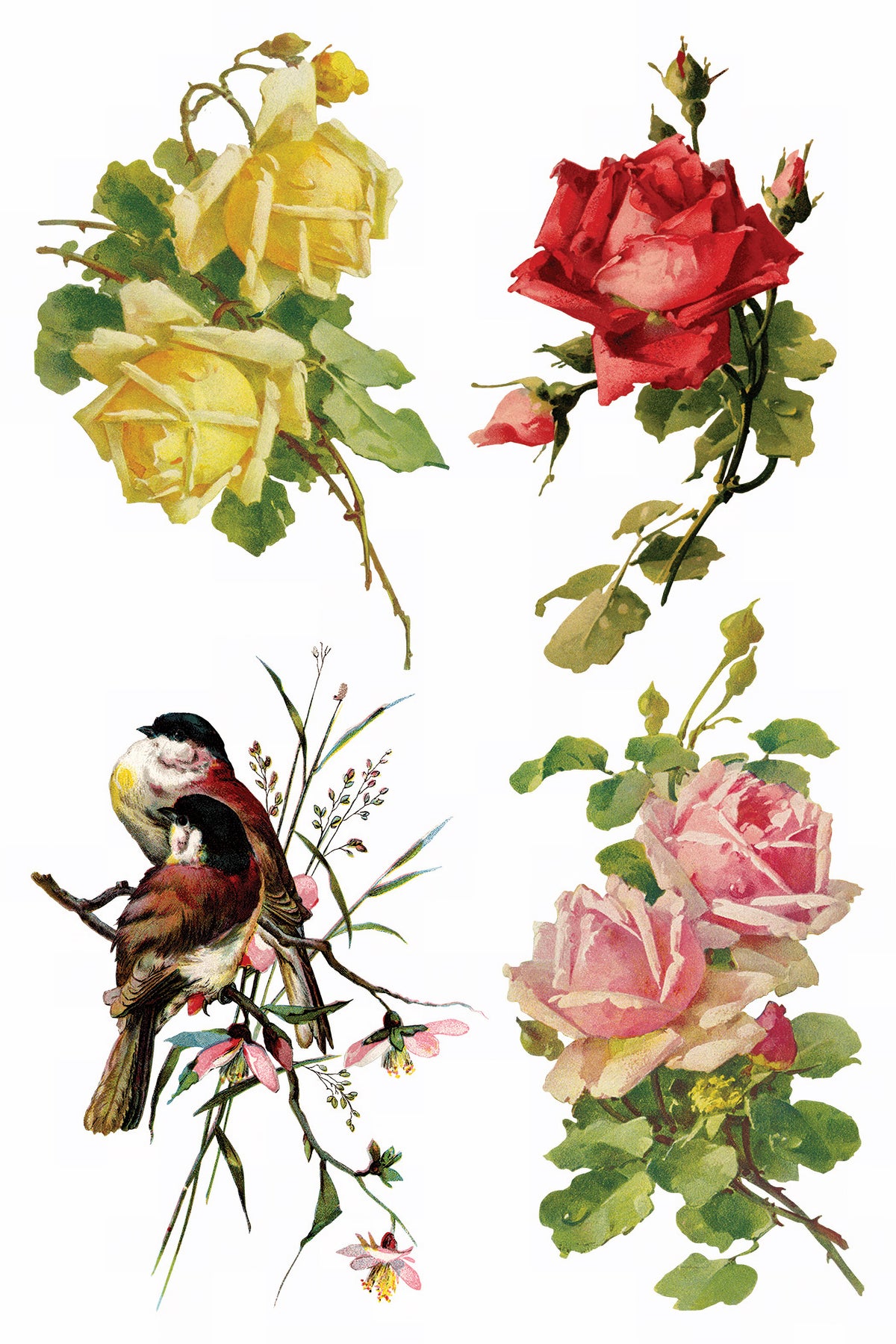 Catharina Transfer by I.O.D. featuring 4 vintage floral and bird designs inspired by Catharina Klein on white.