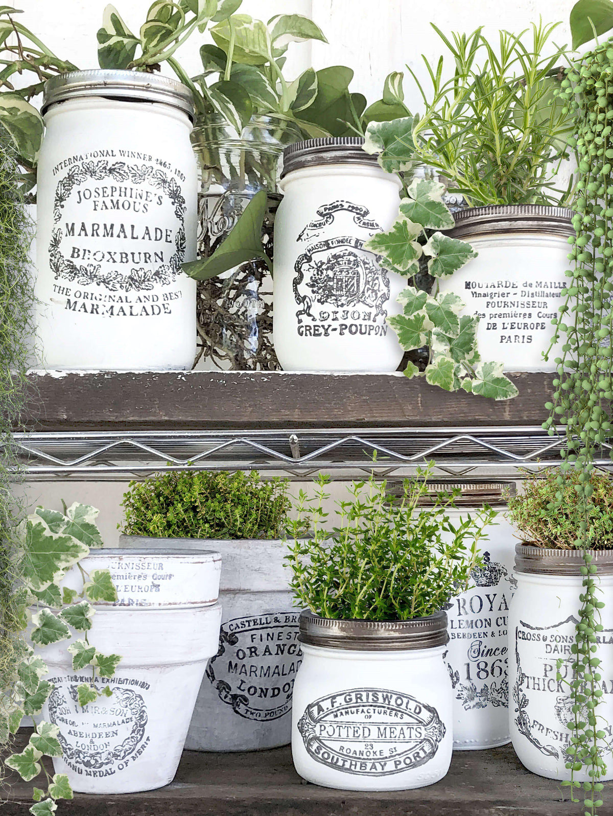 White jars with black I.O.D. Crockery Stamp labels displayed on wooden shelves, each holding a plant.