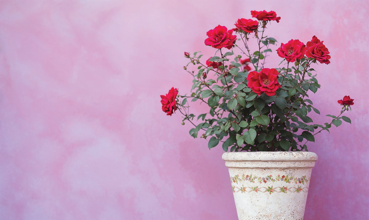 White flowerpot with red roses and I.O.D. Ditsy Blooms Paint Inlay.