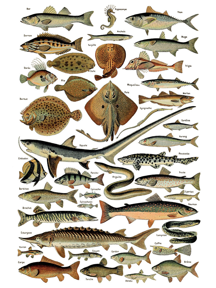 Millot’s Pages Transfer by I.O.D. featuring rows of illustrated flatfish, eels, rays, and sharks.