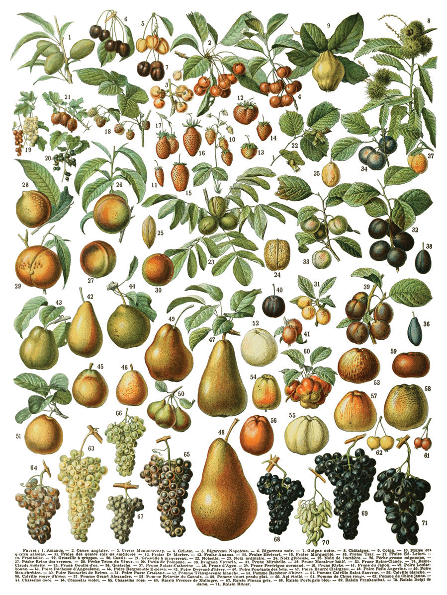 Chart showing 71 labeled fruit varieties for I.O.D. Millot’s Pages Transfer by Iron Orchid Designs.