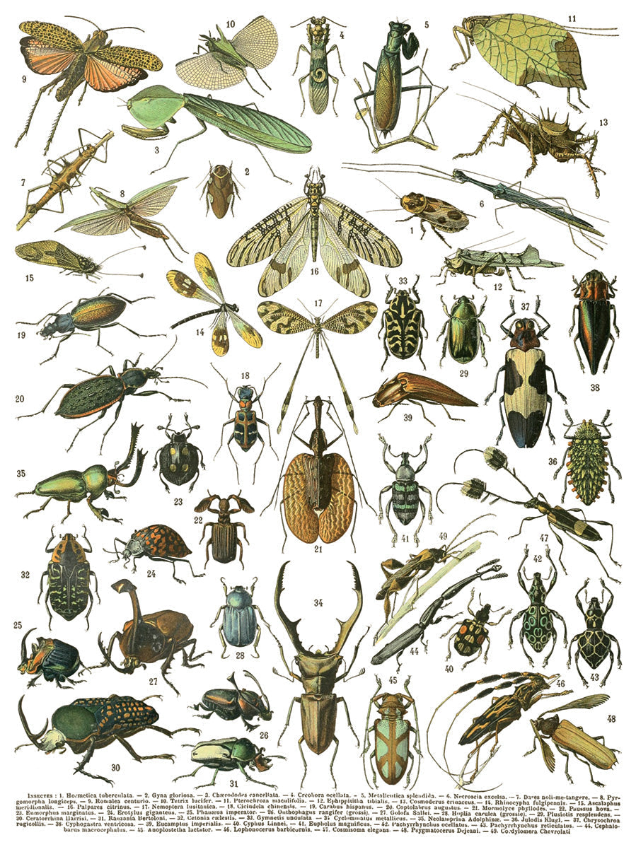 I.O.D. Millot’s Pages beetle and insect transfer art by Iron Orchid Designs on a white background.