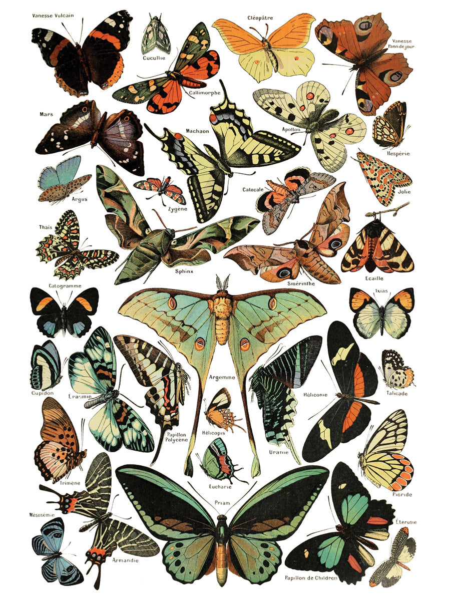 Labeled butterflies and moths illustration for I.O.D. Millot’s Pages Transfer by Iron Orchid Designs projects.