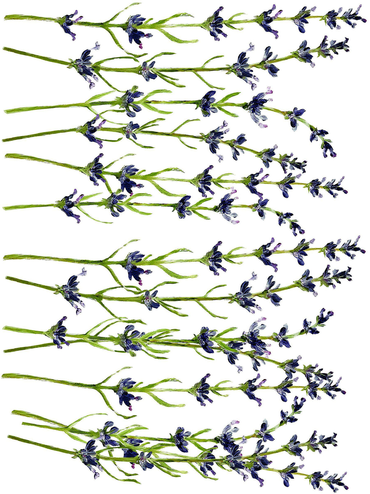 Painterly Florals Decor Transfer Set by IOD - Iron Orchid Designs @ Painted Heirloom