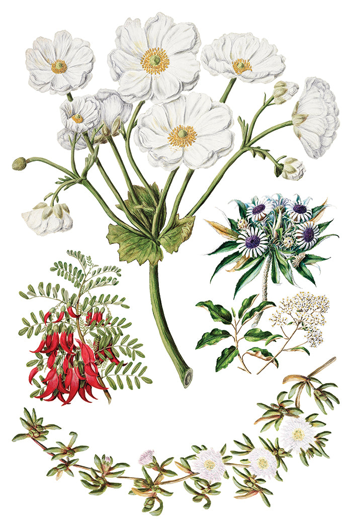 Sarah Featon’s Botanicals Transfer by IOD featuring vibrant blooms on a crisp white background.