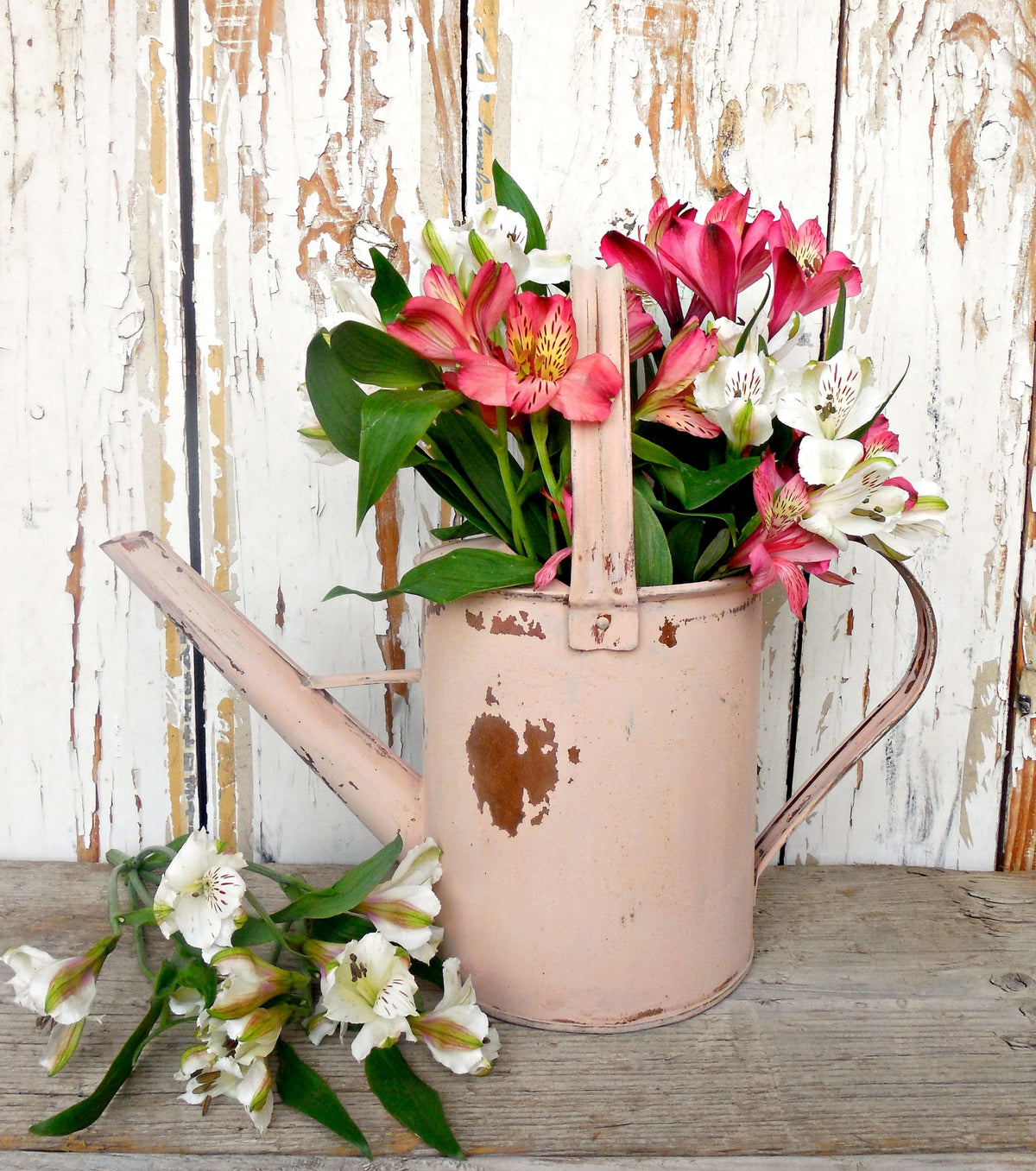 Pink and white flowers in a rustic can painted with Tickled Pink by Old Fashioned Milk Paint.