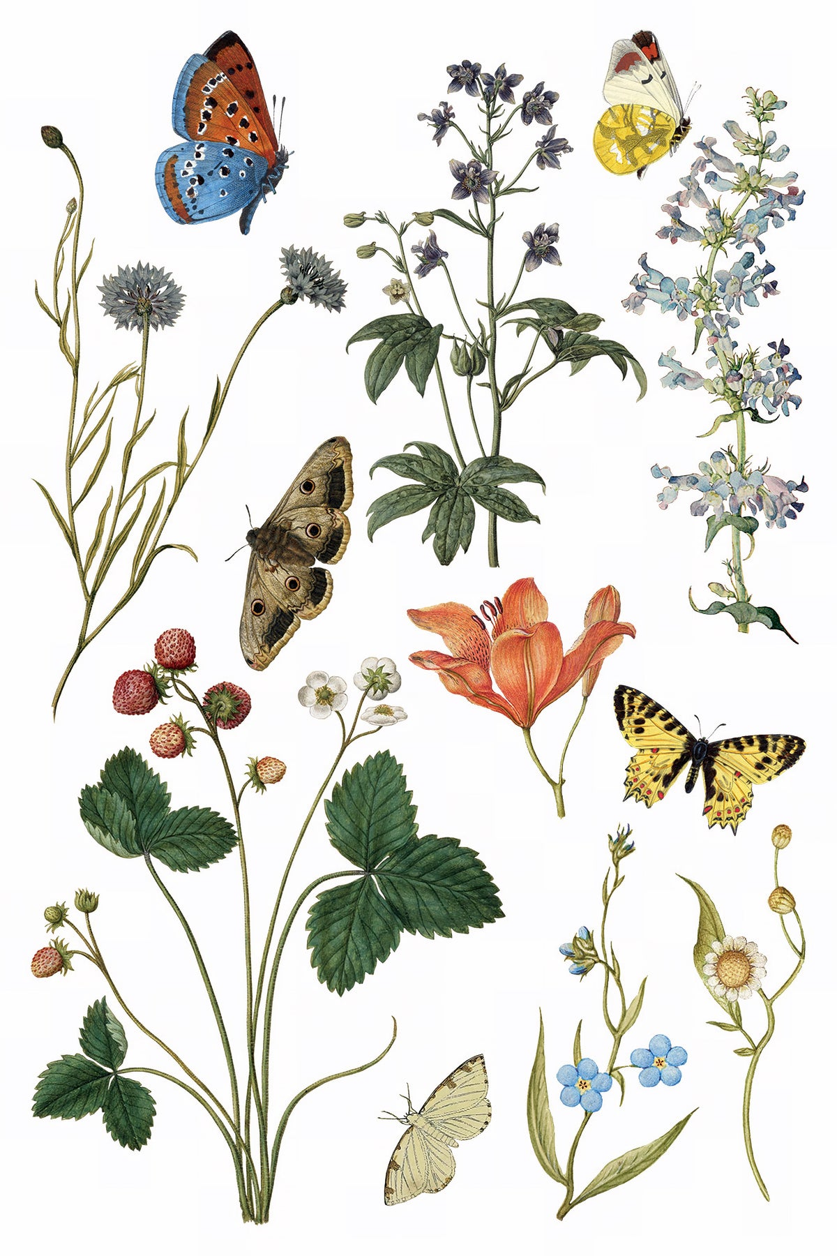 Wilde Bloemen Transfer by IOD with wildflowers, strawberries, and butterflies botanical design by I.O.D.