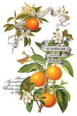 Clementine Transfer (2025 Limited Release) by IOD - Iron Orchid Designs