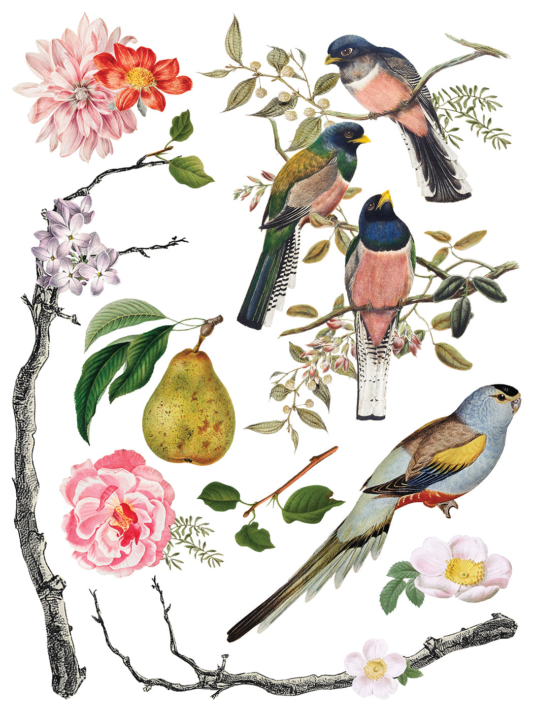 Menagerie Transfer by IOD - Iron Orchid Designs