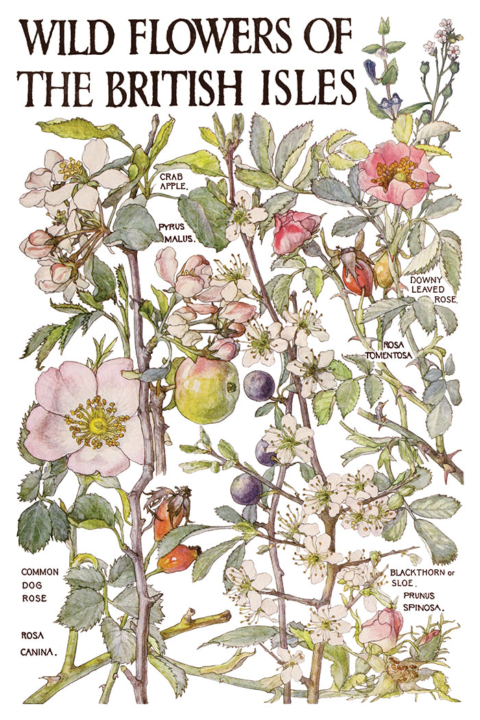 Primrose Isle Transfer by IOD - Iron Orchid Designs