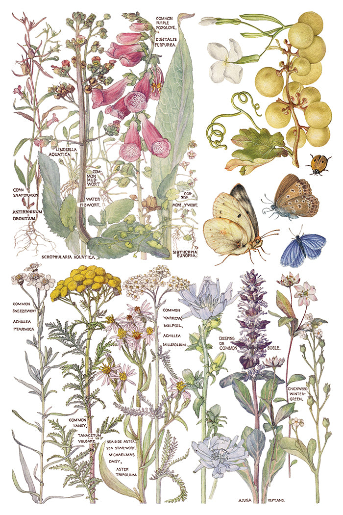 Primrose Isle Transfer by IOD - Iron Orchid Designs
