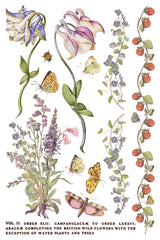 Primrose Isle Transfer by IOD - Iron Orchid Designs