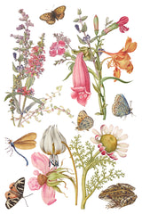 Primrose Isle Transfer by IOD - Iron Orchid Designs