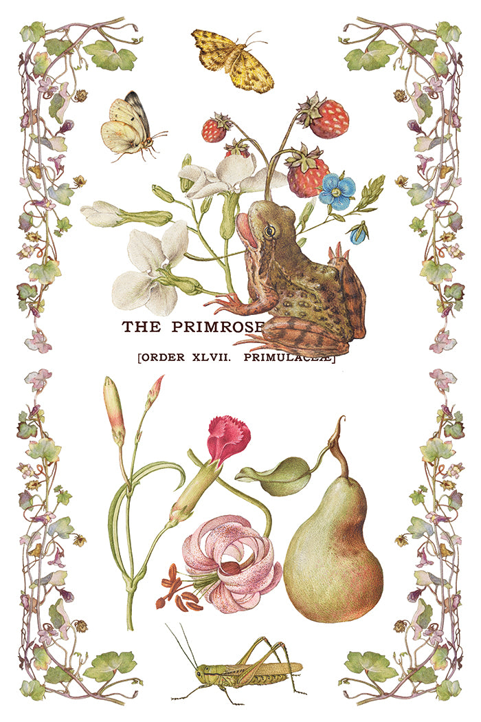 Primrose Isle Transfer by IOD - Iron Orchid Designs