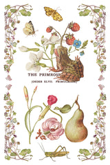 Primrose Isle Transfer by IOD - Iron Orchid Designs