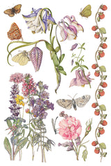 Primrose Isle Transfer by IOD - Iron Orchid Designs