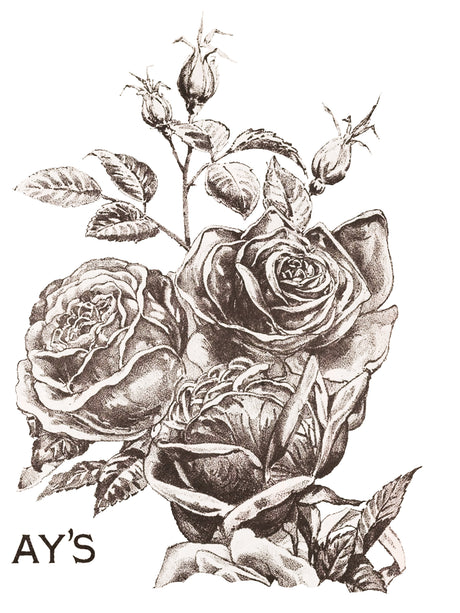 I.O.D. May's Roses Transfer by IOD - Iron Orchid Designs Summer 2023 @ The Painted Heirloom