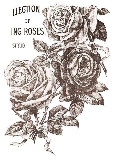 I.O.D. May's Roses Transfer by IOD - Iron Orchid Designs Summer 2023 @ The Painted Heirloom