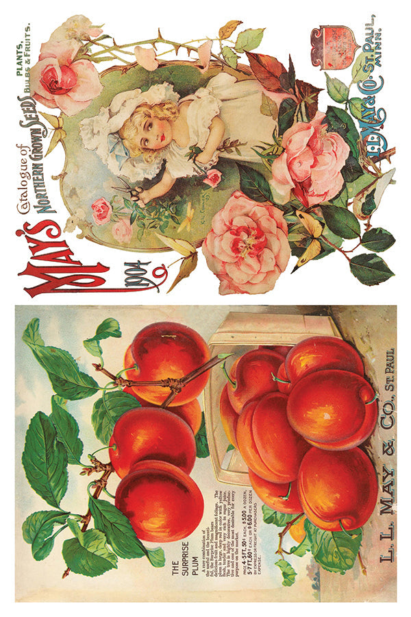 I.O.D. Seed Catalogue Transfer by IOD - Iron Orchid Designs Summer 2023 @ The Painted Heirloom