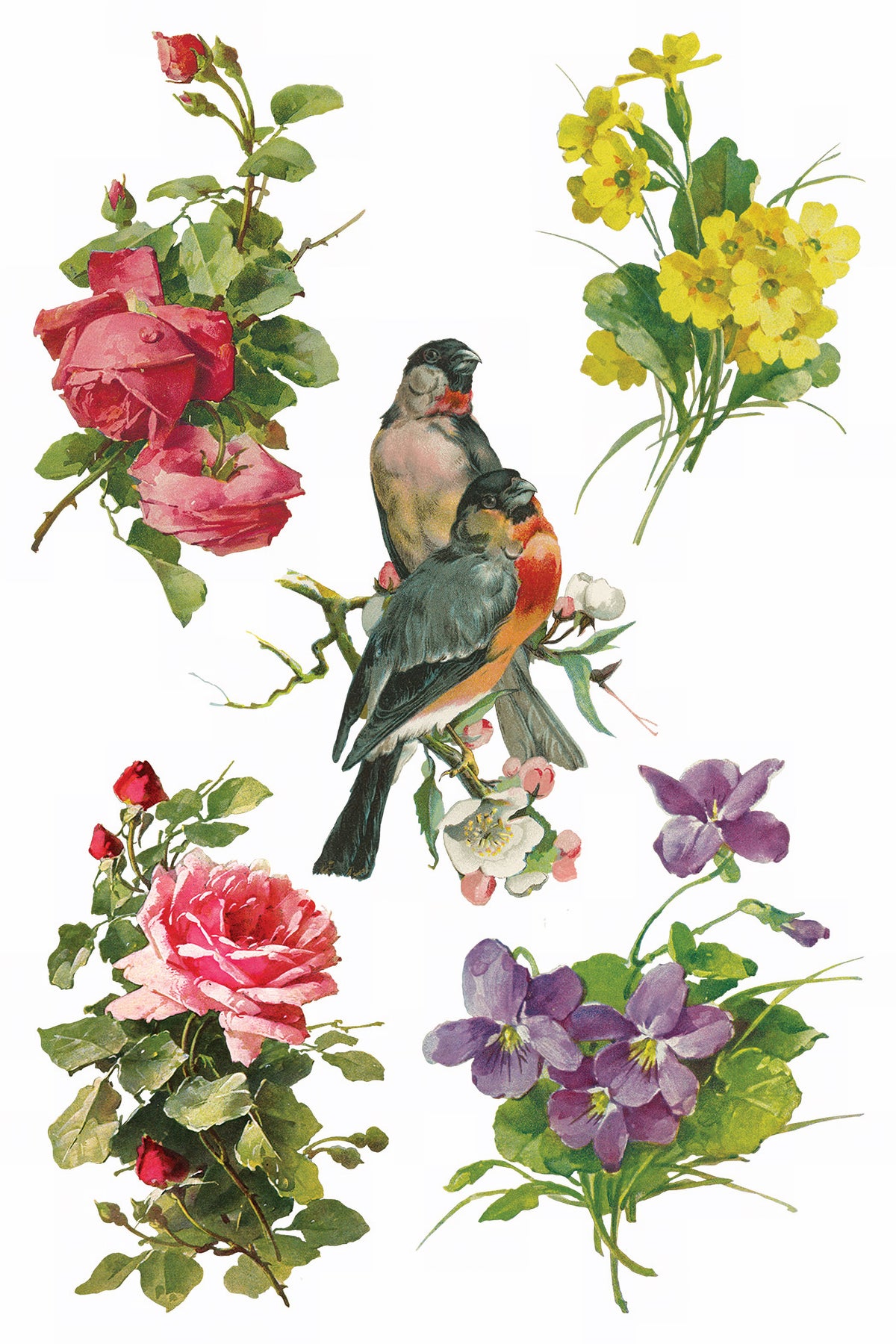 IOD Catharina Transfer by Iron Orchid Designs featuring two birds with roses and violets in Catharina Klein style.