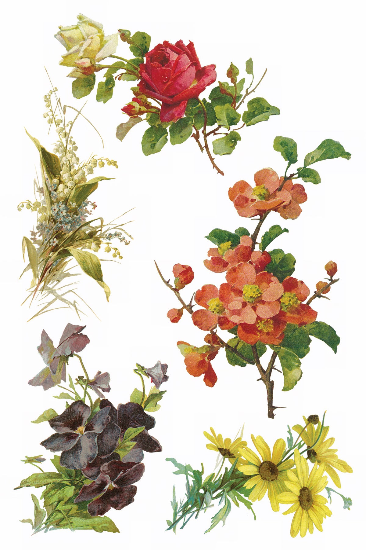 Catharina Transfer by IOD, set of five vintage botanical Iron Orchid Designs for floral transfers.