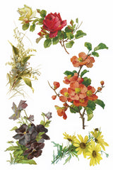 Catharina Transfer by IOD, set of five vintage botanical Iron Orchid Designs for floral transfers.