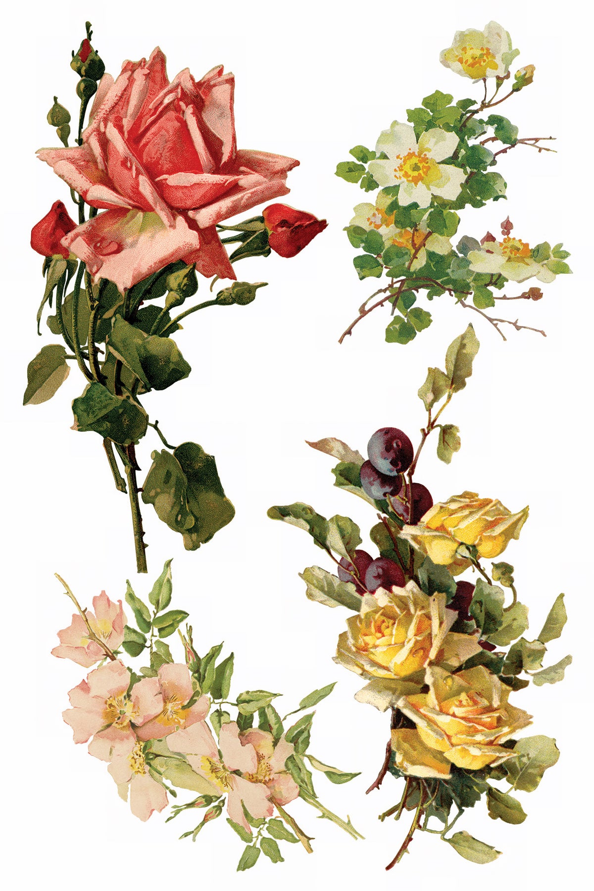 Set of four vintage Klein-style watercolor floral designs using Catharina Transfer by I.O.D. from Iron Orchid Designs.
