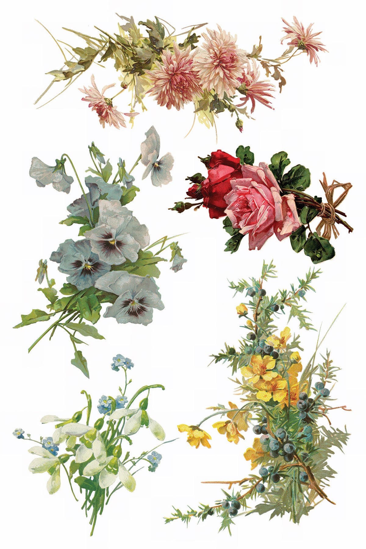 Five Catharina Transfer by IOD florals from I.O.D., inspired by Klein, displayed on a white background.