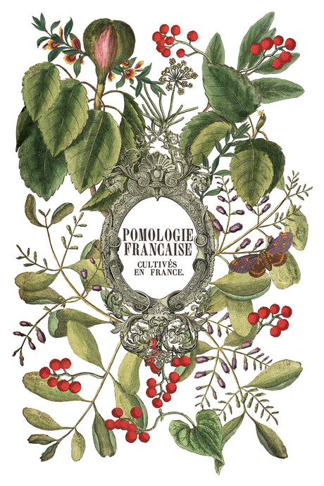 Clementine Transfer (2025 Limited Release) by I.O.D. Iron Orchid Designs featuring French fruits theme.