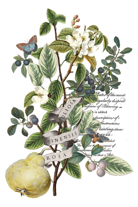I.O.D. Clementine Transfer 2025 Limited Release by Iron Orchid Designs with collage of leaves and fruits.