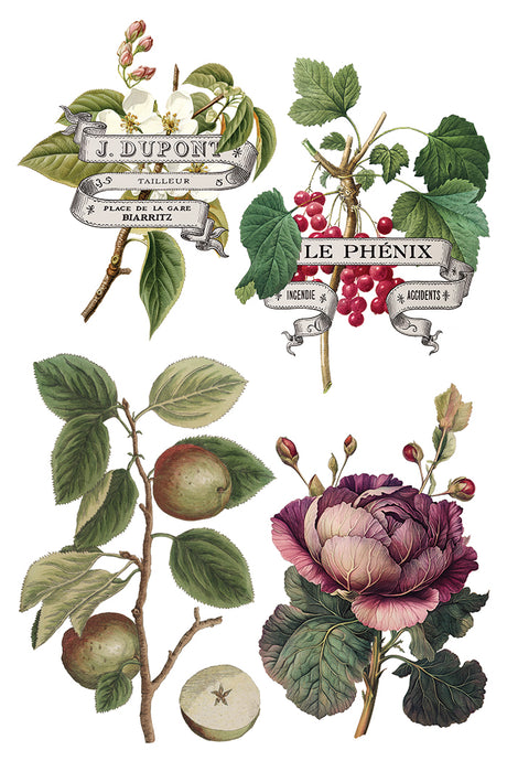 Set of four vintage botanical prints: blooming branch, red currants, apples, I.O.D. Clementine Transfer.