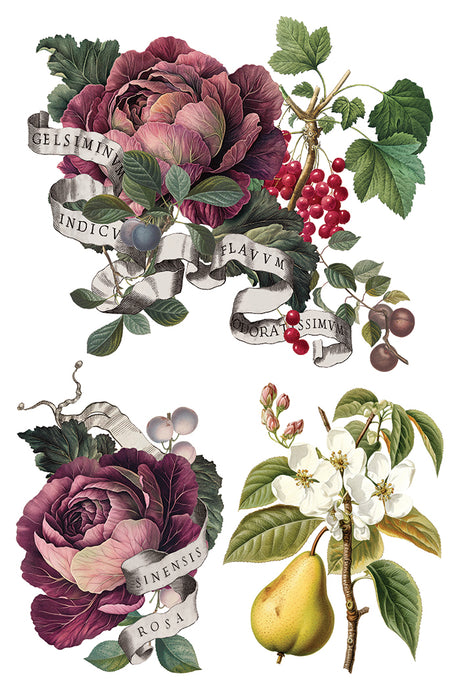 I.O.D. Clementine Transfer (2025 Limited Release) with roses, fruits, blossoms, and Latin text by Iron Orchid Designs.