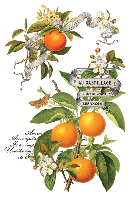 Botanical orange branches, butterfly, and French text inspired by I.O.D. Clementine Transfer.