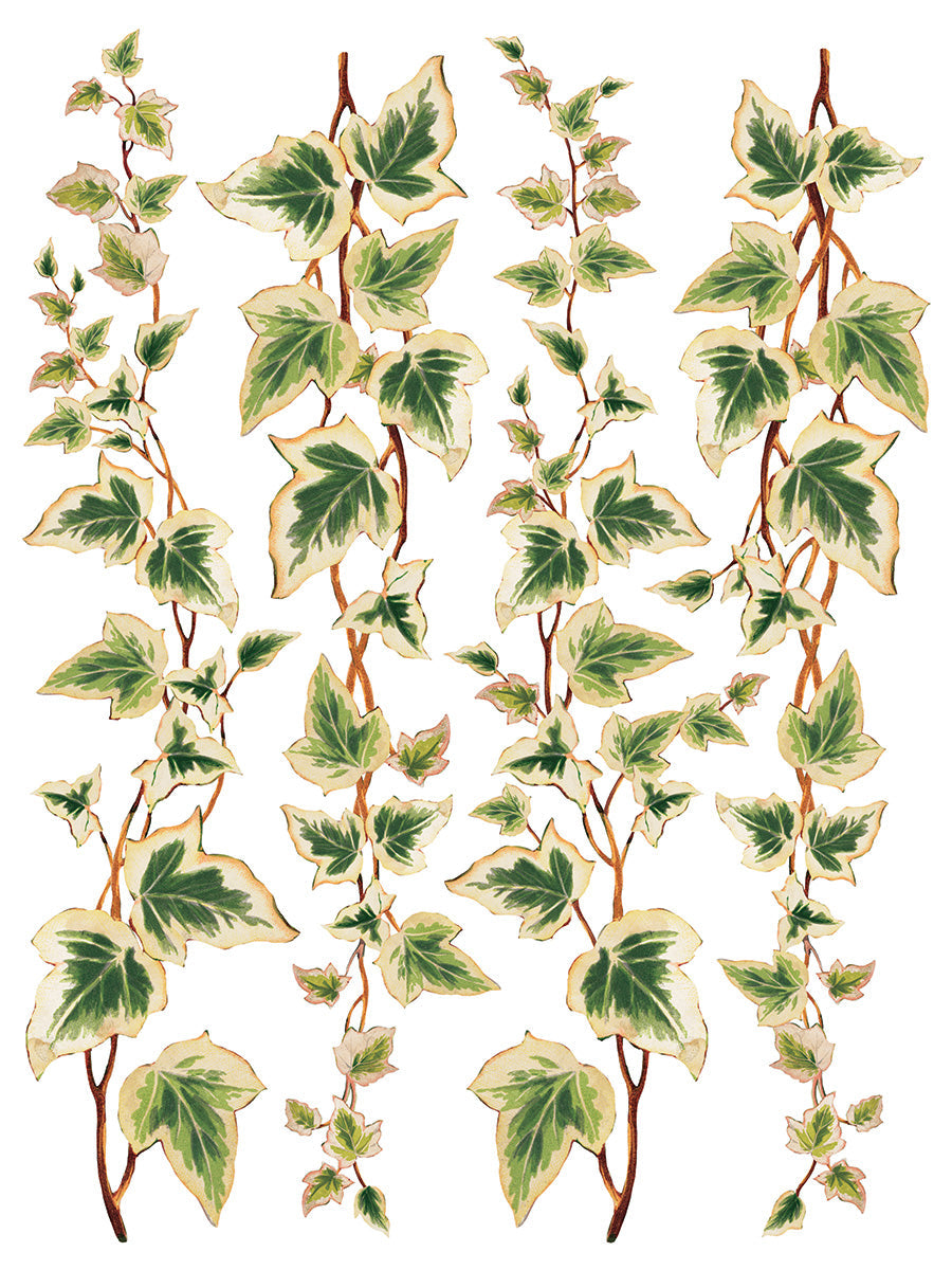 Collage De Fleurs Transfer by IOD showing 5 brown ivy vines with green and white leaves.