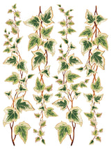 Collage De Fleurs Transfer by IOD showing 5 brown ivy vines with green and white leaves.