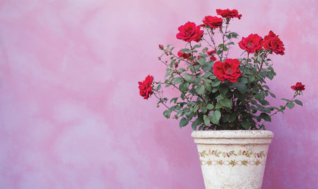 White flowerpot with red roses and I.O.D. Ditsy Blooms Paint Inlay.