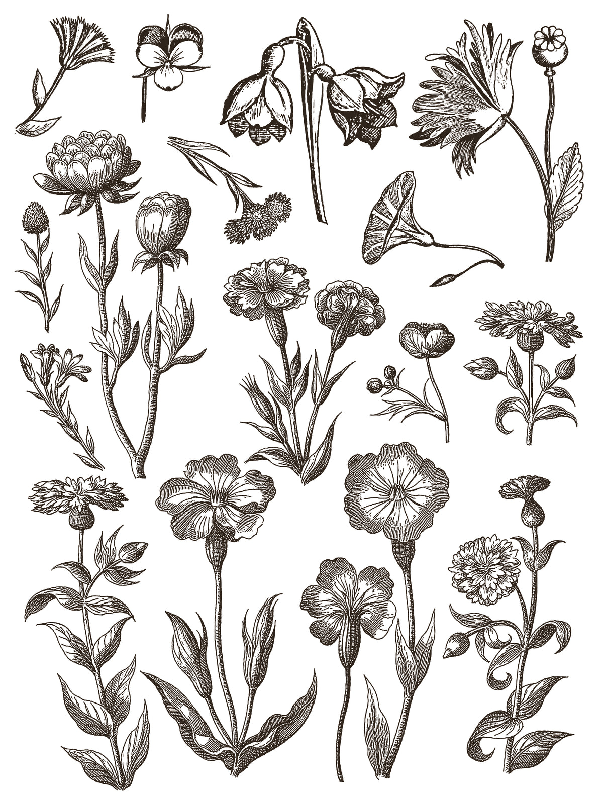 Black and white floral illustration with blooms and leaves, inspired by IOD Retired Floriography Paint Inlay.