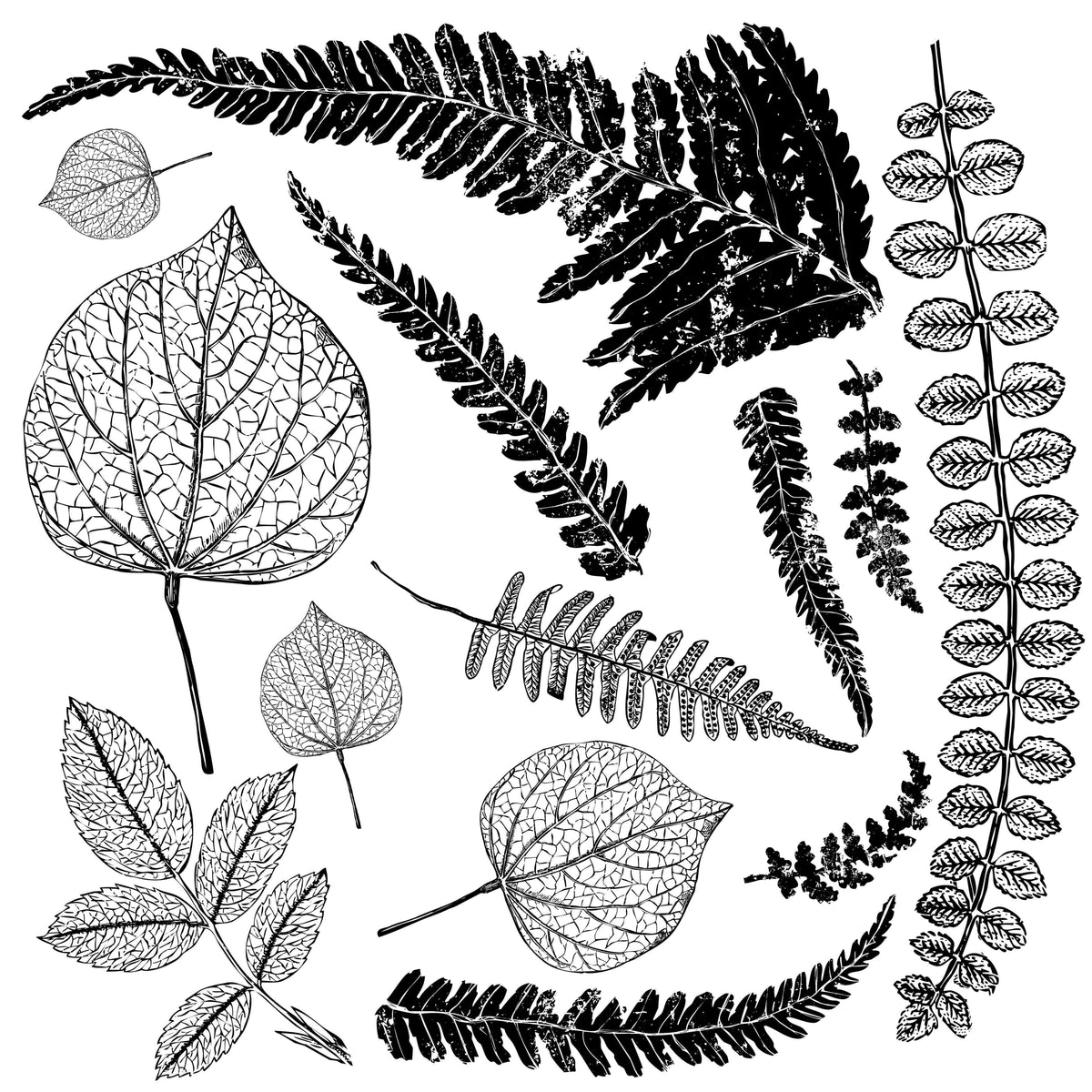 Black and white botanical art with Fronds Stamp by IOD Iron Orchid Designs on a white background.