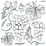 Black and white line art of a grape cluster from the retired I.O.D. Iron Orchid Designs Grapes Stamp.