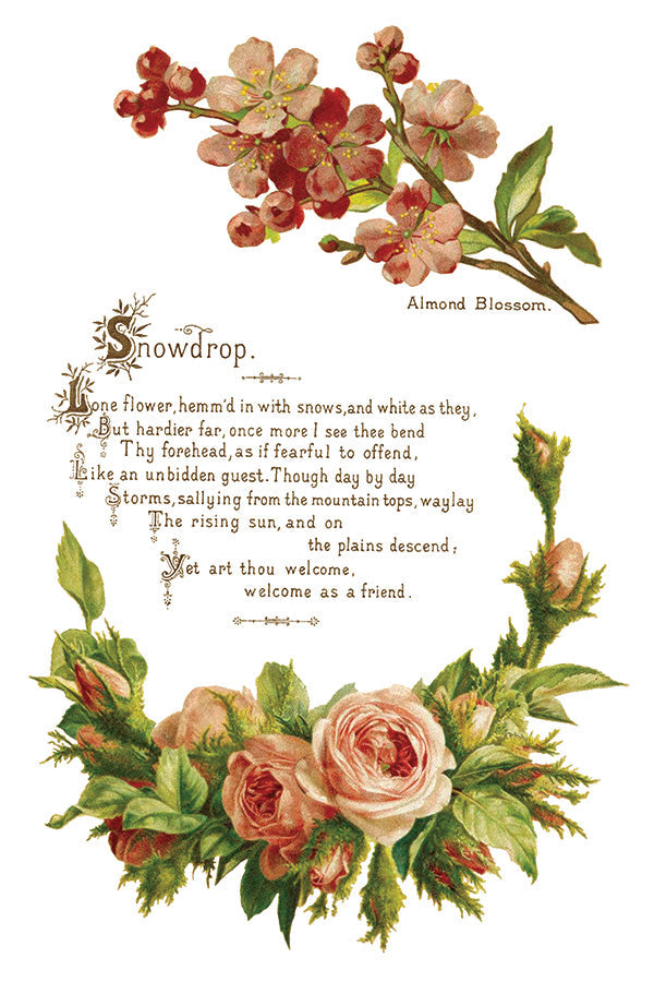 Lover of Flowers Transfer by IOD - Iron Orchid Designs @ The Painted Heirloom