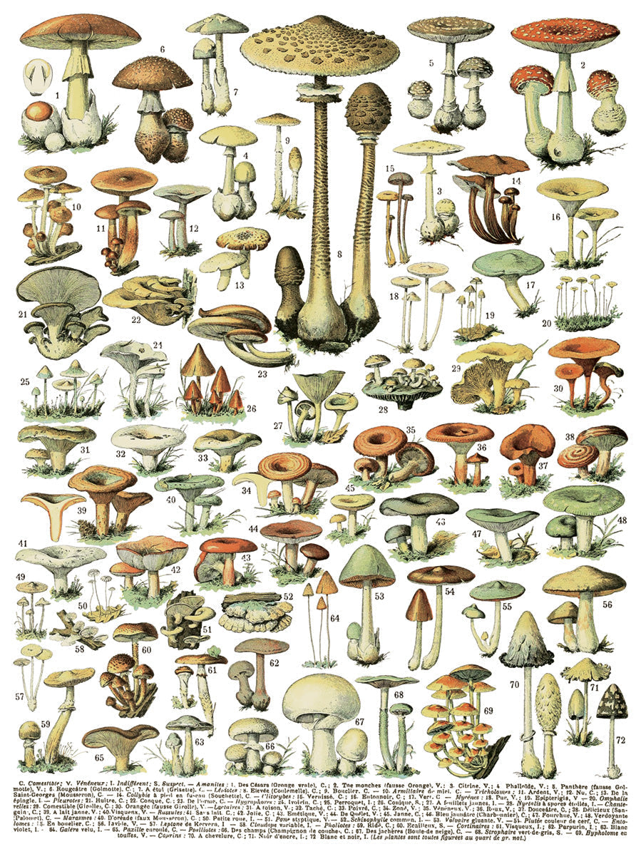 64 labeled mushroom species, numbered and inspired by Millot’s Pages Transfer by Iron Orchid Designs.