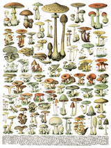 64 labeled mushroom species, numbered and inspired by Millot’s Pages Transfer by Iron Orchid Designs.