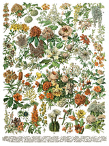 I.O.D. Millot’s Pages Transfer, vintage-style print featuring 61 labeled flowering plants on a white background.