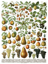 Chart showing 71 labeled fruit varieties for I.O.D. Millot’s Pages Transfer by Iron Orchid Designs.