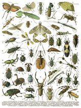 I.O.D. Millot’s Pages beetle and insect transfer art by Iron Orchid Designs on a white background.