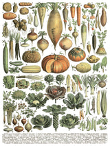 Millot’s Pages Transfer by I.O.D., featuring vintage botanical artwork for rub-on transfers.